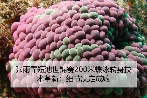 张雨霏短池世锦赛200米蝶泳转身技术革新:细节决定成败